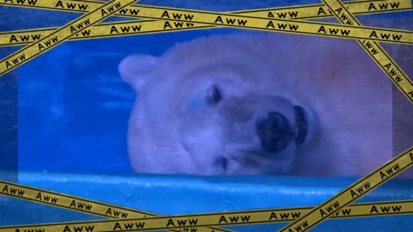 世界一かわいそうなホッキョクグマ 移住なるか マランダー