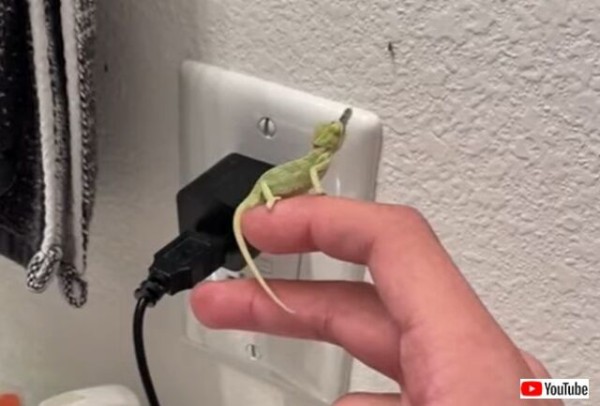 いっただっきま す カメレオンベビーの見事なハンターっぷりを見てみよう 虫捕食注意 マランダー