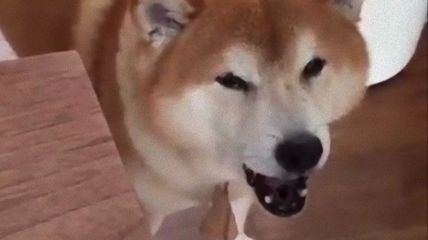 柴犬お前もか 柴犬による にゃあ 的な鳴き声このあとすぐ マランダー