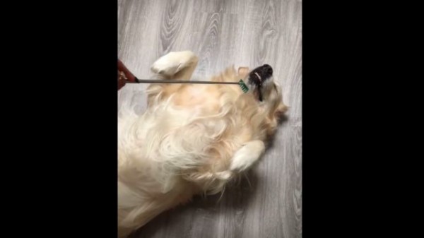 拷問 いいえ違います これ以上ない至福タイムに没入している犬を発見 マランダー