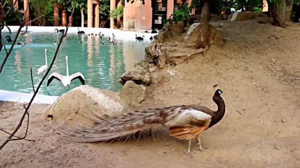 まあずっと見せびらかしてるわけじゃないから クジャクが羽をたたむ様子をご覧ください マランダー