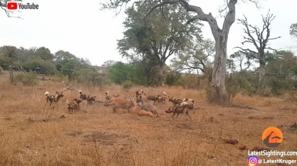 ヒョウとリカオンとハイエナ サバンナで繰り広げられたインパラを巡る三つ巴の争い 捕食シーンあり マランダー