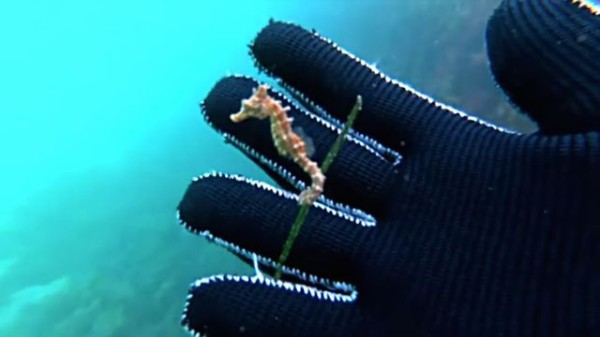 涼しそうな映像はいかが 海藻につかまって漂うタツノオトシゴの赤ちゃん マランダー