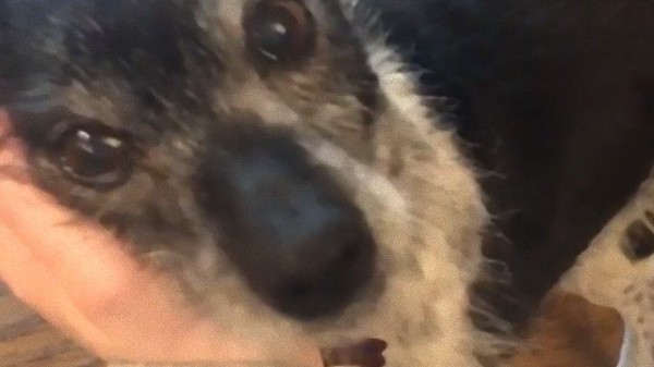 怒ってるネズミみたい と言われる愛犬の動画を投稿したところ それを見た海外の反応は マランダー