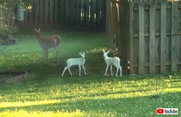 白い鹿 が毎日お庭にやって来る 朝になるとお母さんに連れられて遊びに来る小鹿たち マランダー