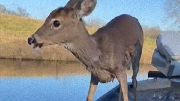 乗せてください 子鹿がボートに乗ってきた 大喜びの男性たちが微笑ましいよ マランダー