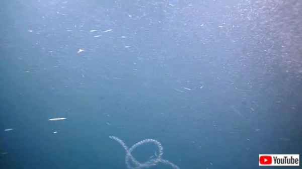 超歓迎 深海の中で揺らめく神秘的なお財布 クロコダイル グラデーション 貴重 希少 財布 Herimarc Com 超歓迎 深海の中で揺らめく神秘的なお財布 クロコダイル グラデーション 貴重 希少 財布 Herimarc Com