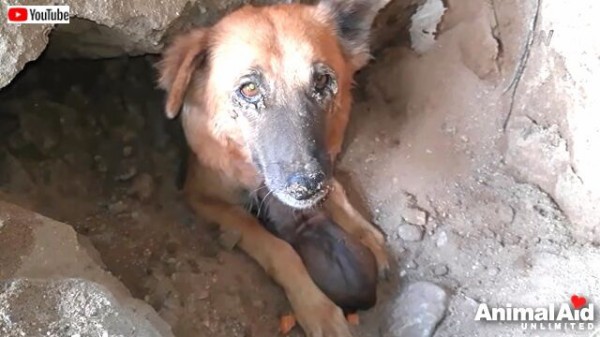 Animal Aid 時間がない 早く助けなくちゃ 砂に埋まった母犬と子犬の救出作戦 マランダー