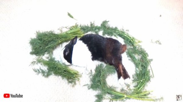 効いてる効いてる ウサギを起こすために野菜魔法陣を敷いてみた マランダー