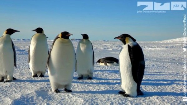 なんと その手があったか 雪玉だけじゃない こんなモノにまで仕込まれたスパイカメラへのペンギンの反応 マランダー