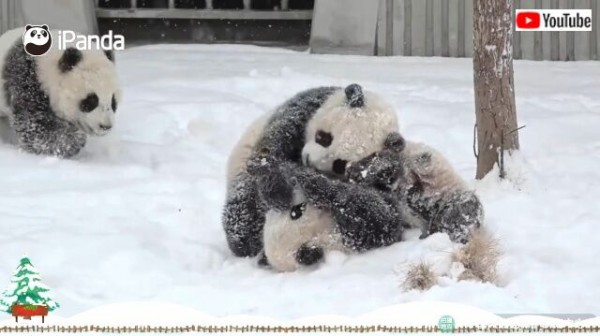 成都のパンダズからメリークリスマス 雪の中で元気に遊ぶパンダたち マランダー