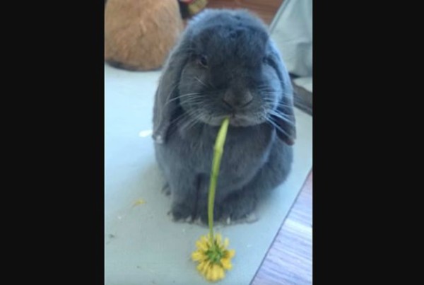 はぐはぐはぐはぐ タンポポうめぇっす ウサギさんの食事風景に癒やされる マランダー