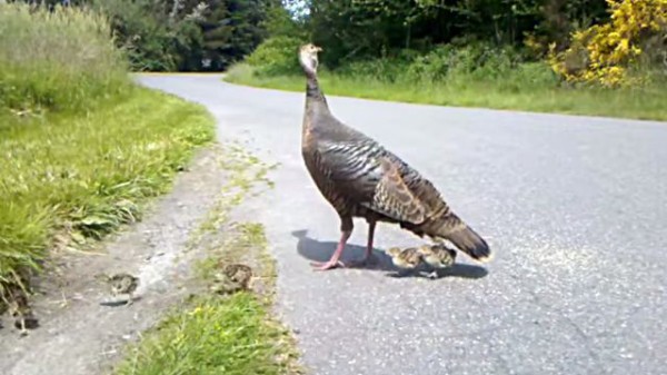 キケン！キケン！すぐに隠れて！七面鳥ママのアラートにみごとに従う