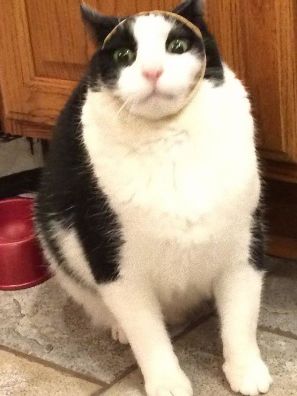 うちの可愛いアホ猫を見てくれ アレコレやらかしちゃった猫たちの所業詰め合わせ マランダー