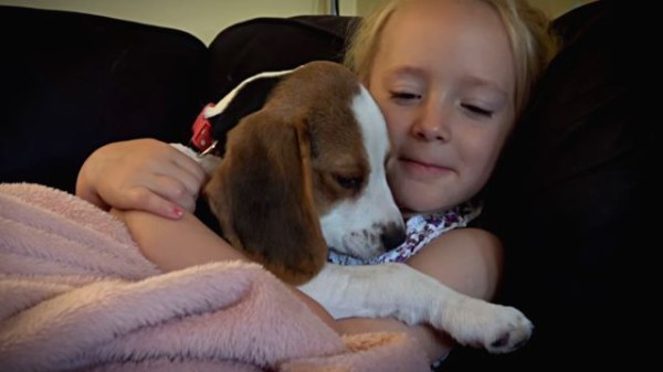 あったかいね 気持ちいいね 少女に抱っこされてうっとりとろとろ眠りにつく子犬 マランダー あったかいね 気持ちいいね 少女に抱っこされてうっとりとろとろ眠りにつく子犬 マランダー