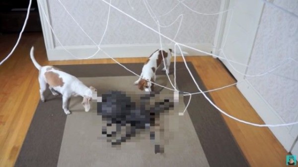 力を合わせてやっつけろ ビーグル犬のメイモと巨大蜘蛛の戦いハロウィン編 オモチャのクモ注意 マランダー