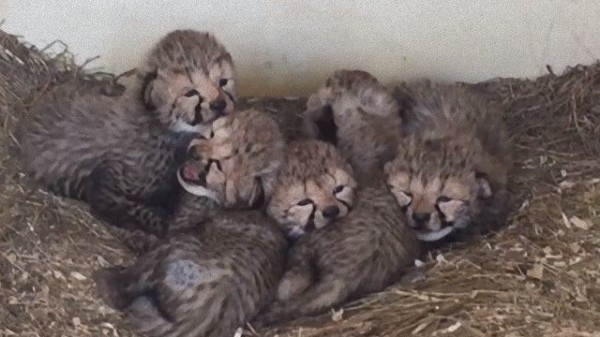 5匹揃ってキュン加速 春が来たと思ったら チーターの赤ちゃんが生まれていたよ マランダー