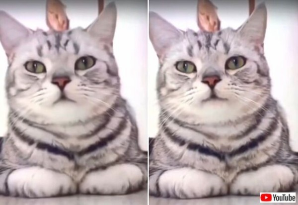 猫にこんな顔ができるなんて カメラを見つめて優しく微笑む猫が可愛すぎる件 マランダー