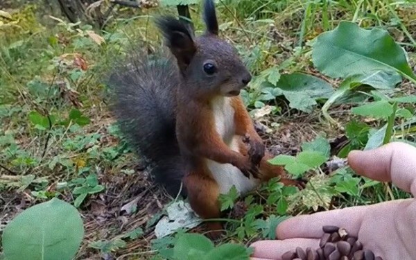 森で出会ったリス 人間のくれたナッツのおいしさに驚いて硬直 マランダー