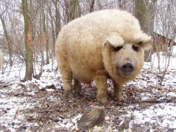 なんてゴージャス 世界のもこもこふわふわ動物たちの画像集 マランダー