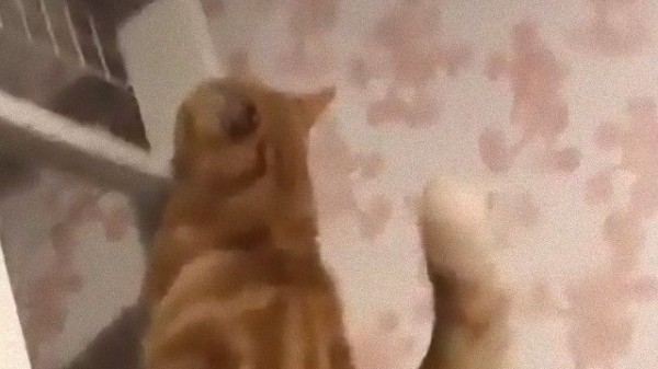 たしかにキョンシーみたいなかっこいい上り方だけどどうやって下りるの