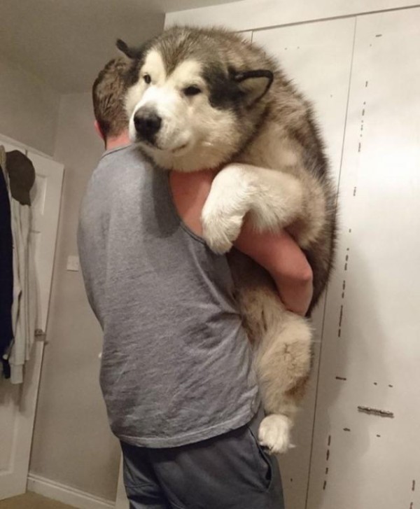 大きくなっても心は子犬 抱っこされていたい犬たち 甘えん坊な犬たちの画像集 マランダー