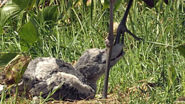 あのハシビロコウのダークサイドがあらわになった ヒナたちの命を懸けた生存競争 マランダー