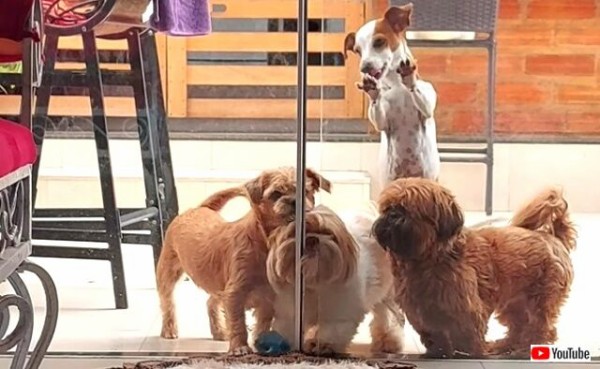 愛犬ズのチームワークの大勝利 力を合わせてガラスの引き戸を開けることに成功したよ マランダー
