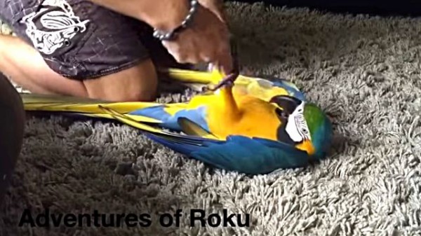 寿命 コンゴウインコ