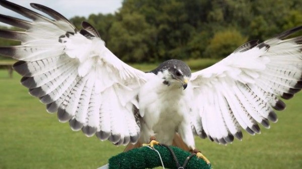 なんて美しい鳥たち！猛禽類をスーパースローモーションビデオで撮影し