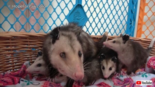 Hope For Paws ゴミ箱の中にオポッサムが ケガをし捨てられていたお母さんと赤ちゃんたち 無事に救出される マランダー