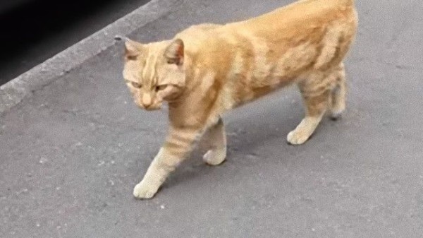 猫を愛し 猫に愛される 猫に話しかけるのが日課となっている声優男性が発見された マランダー