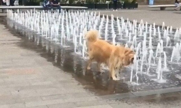 犬たちのお気に入りスポットか 噴水で水分補給もバッチリ なゴールデン マランダー