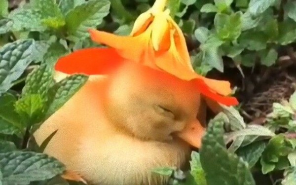 アヒルのヒナにお花の帽子をかぶせたらば 悲しい気分のあなたはこの動画で癒しをもらおう マランダー