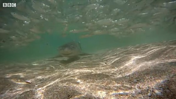 浅瀬に追い込んだ理由とがコレ サメに襲われてパニックになる小魚たち マランダー