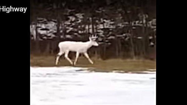 雪原をひた走る白いシカ ハイウェイを運転中に遭遇した光景にびっくり マランダー