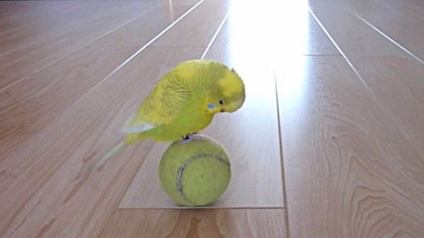 コロコロコロコロ ね ボク上手にできるでしょ 玉乗りを愛してやまないセキセイインコ マランダー コロコロコロコロ ね ボク上手にできるでしょ 玉乗りを愛してやまないセキセイインコ マランダー