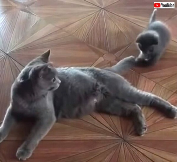 大好きなおかあにゃんとずっと一緒 母猫と子猫の優しい時間総集編 マランダー