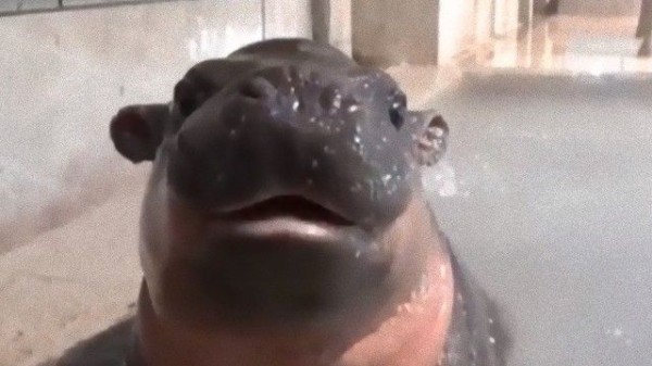 もぐもぐおやつを食べるカバの赤ちゃんがかわいい その愛らしさに関する海外の反応 マランダー もぐもぐおやつを食べるカバの赤ちゃんがかわいい その愛らしさに関する海外の反応 マランダー
