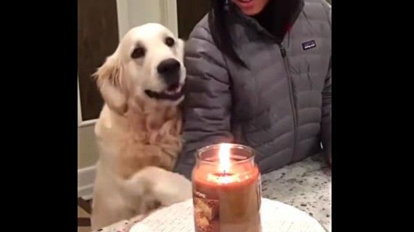 ちょ 火はあぶないって ロウソクの火でマジックをしようとした飼い主を必死に止める犬 マランダー ちょ 火はあぶないって ロウソクの火でマジックをしようとした飼い主を必死に止める犬 マランダー