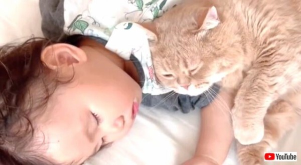 猫ちゃん だいしゅき と甘える赤ちゃんを優しく見守るベビーシッターキャット マランダー