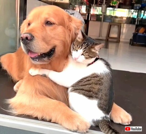 ゴールデンと猫のハグ 大好きだよ と抱擁し合う2匹の姿がプライスレス マランダー