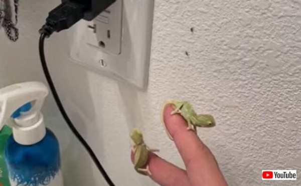 いっただっきま す カメレオンベビーの見事なハンターっぷりを見てみよう 虫捕食注意 マランダー