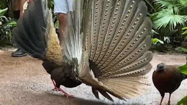 もっとワシを見てくれや 鳥 求愛ダンスでこれでもかと大ハッスルする マランダー