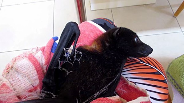 助けてもらえるのがわかってるんだね 網に絡まったコウモリが無事救出されるまで マランダー