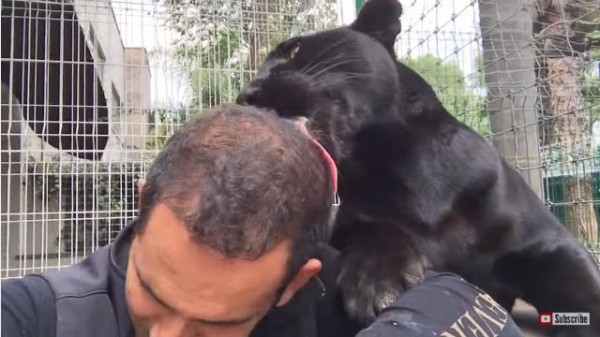 おノロケ注意 黒ヒョウと人間男性のイチャコラがノンストップ マランダー