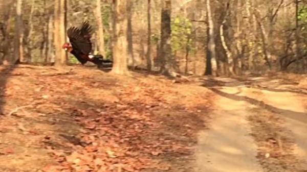 どうせニワトリは飛べないだろうって いえいえ 野生のニワトリは飛ぶんですよ マランダー どうせニワトリは飛べないだろうって いえいえ 野生のニワトリは飛ぶんですよ マランダー