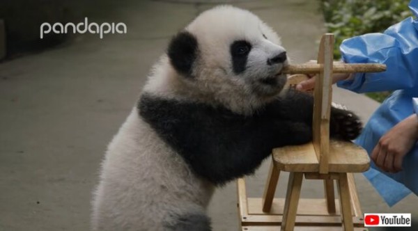 子パンダに木馬をプレゼント！遊び方を教えてみたけど、さてその反応は