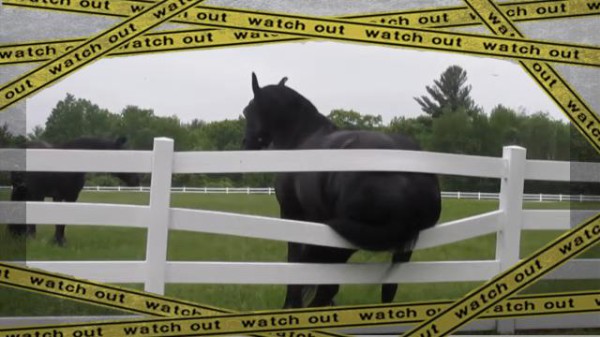 馬だってかゆいんだもの フェンスでおしりを掻く馬 柵を破壊して逃走か マランダー