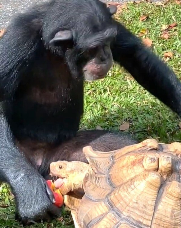 お猿と亀ちゃん お猿と亀ちゃん